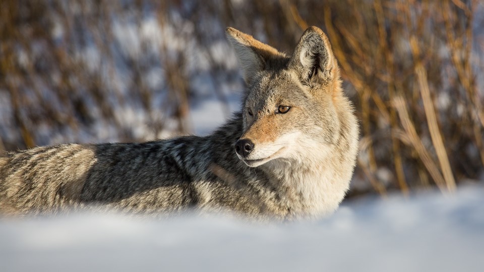 A coyote hunting in a snowy landscape.