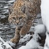 Minute Out In It: Bobcat & Mallard