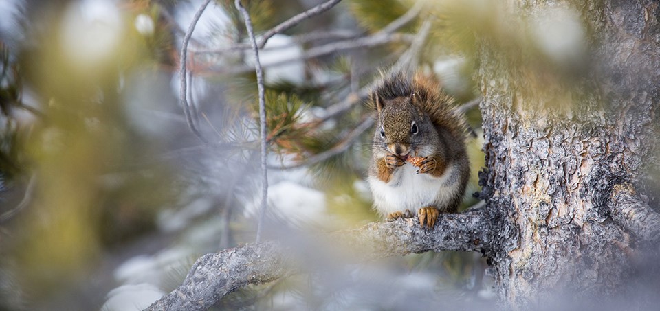 Red squirrel in branches