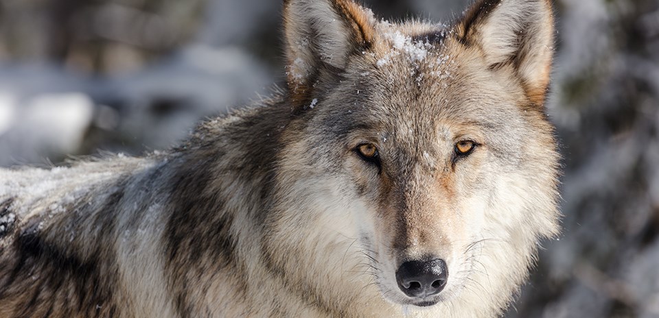 A wolf stares into the camera