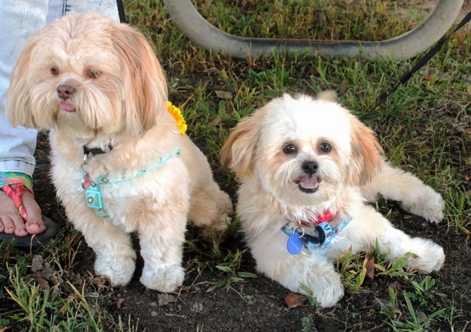 Two dogs visiting Yorktown Battlefield