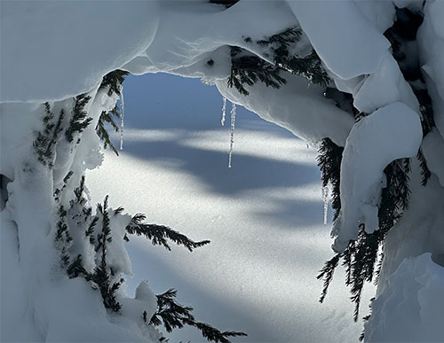 Mountain hemlock wreath on March 18, 2023.