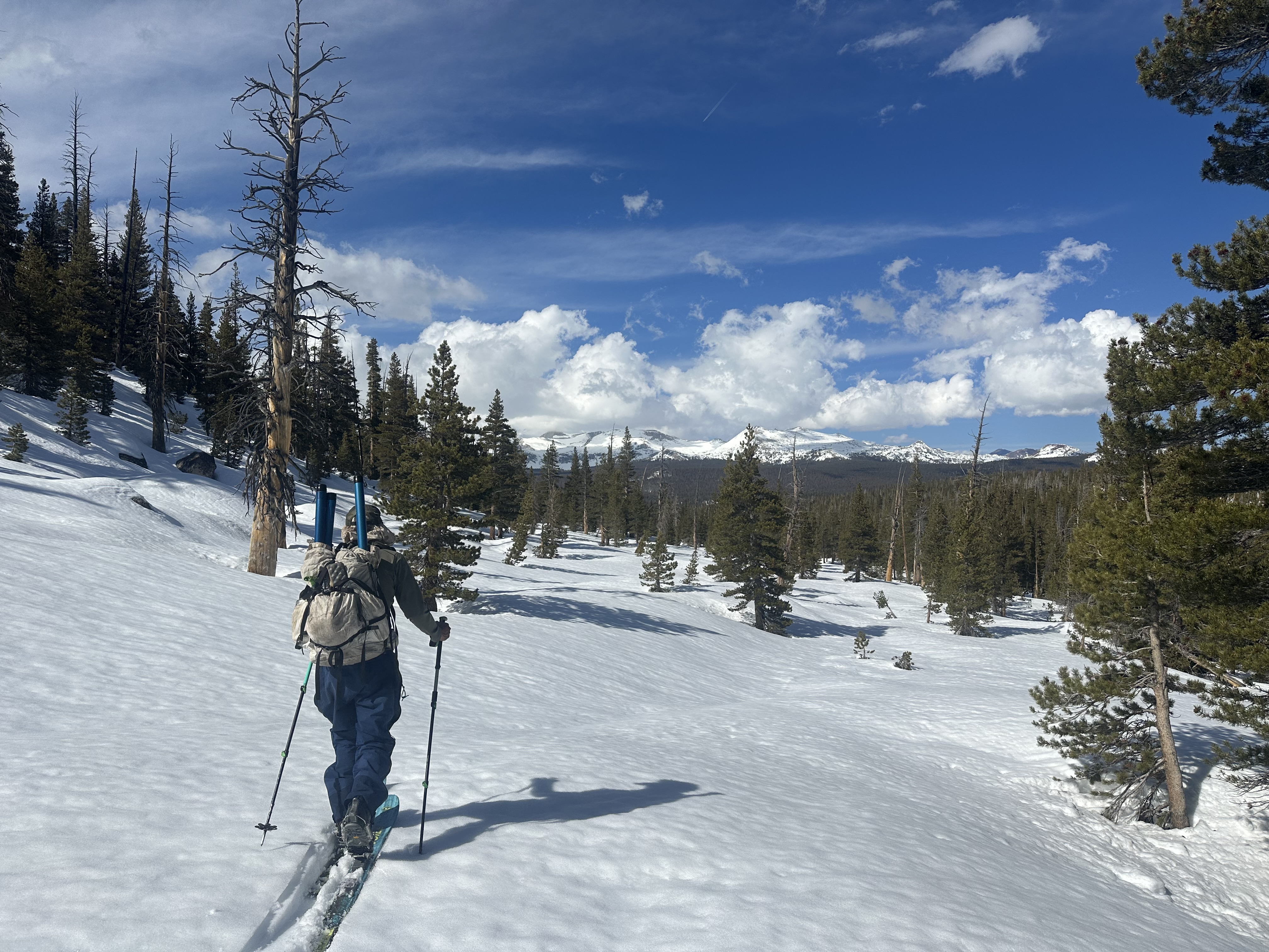 Snow survey patrol with Conness in clouds, March 26, 2025 Person skiing in uneven terrain with small trees; in the background, snowy peaks rise above a forested area