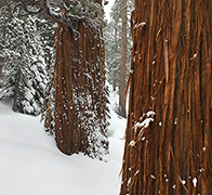 Western Juniper on February 15, 2021.