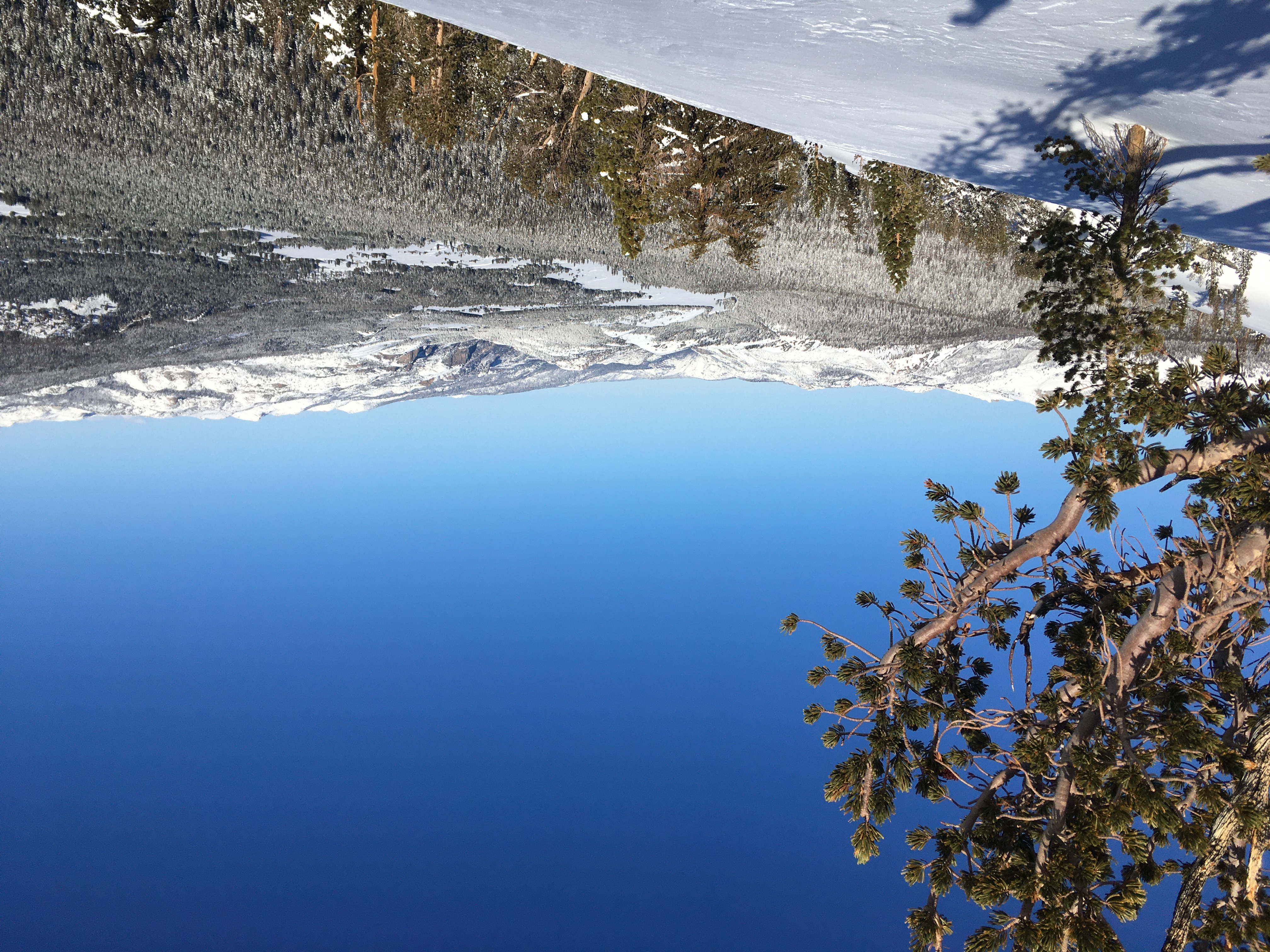 White Bark Pine and Tuolumne Meadows on March 22, 2021 