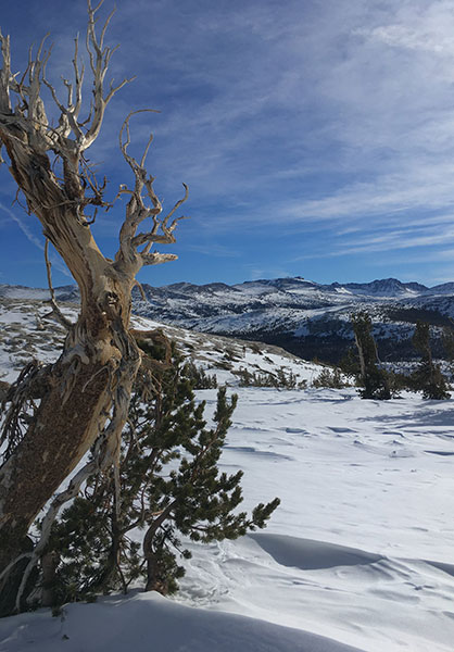 Whitebark Pine snag and the Kuna Crest on January 28, 2022.