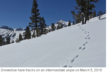 Snowshoe hare tracks in fresh snow