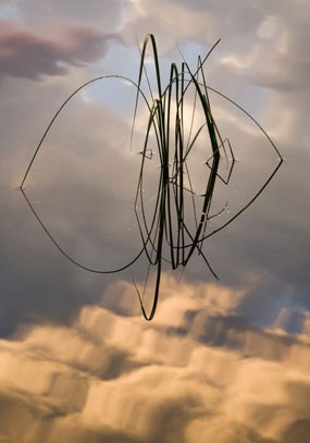 Reeds reflected in water