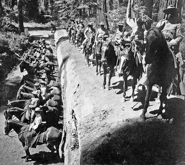 Black cavalrymen on horseback lined up for photo on top of and alongside fallen sequoia