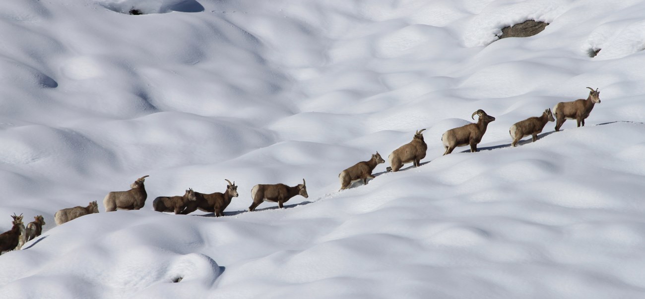 Bighorn sheep walking in snow