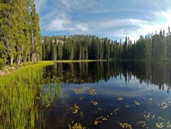 Siesta lake with coniferous trees in background