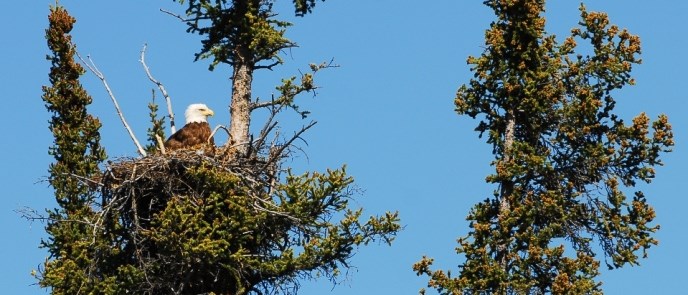 An adult bald eagle in its nest on the Charley River