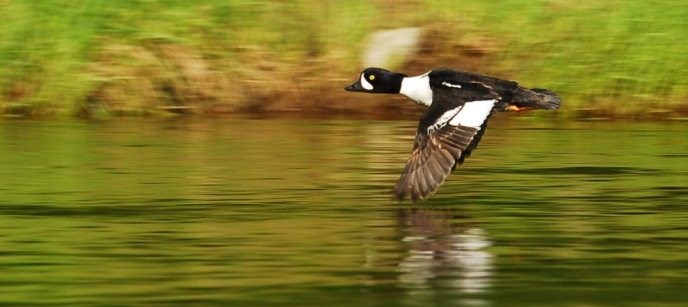 Male Barrow's Goldeneye on the Charley River