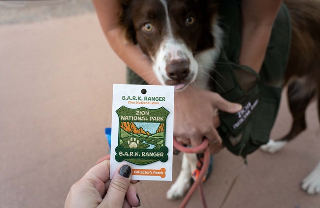 Patch for pets visiting the park.