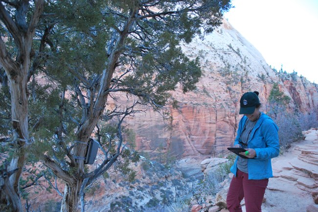 A tree with a box (trail counter) and a woman writing down data with sandstone cliffs in the background.