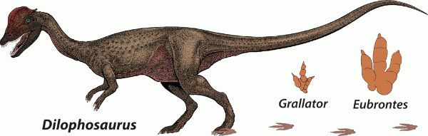 Dilophosaurus with Grallator and Eubrontes tracks for scale