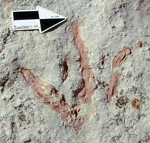 three-toed dinosaur track