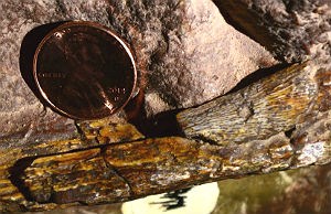 fossilized bone in rock with penny for scale