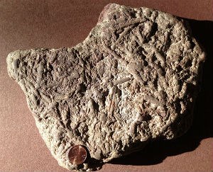 Kaibab hand sample filled with crinoid stems