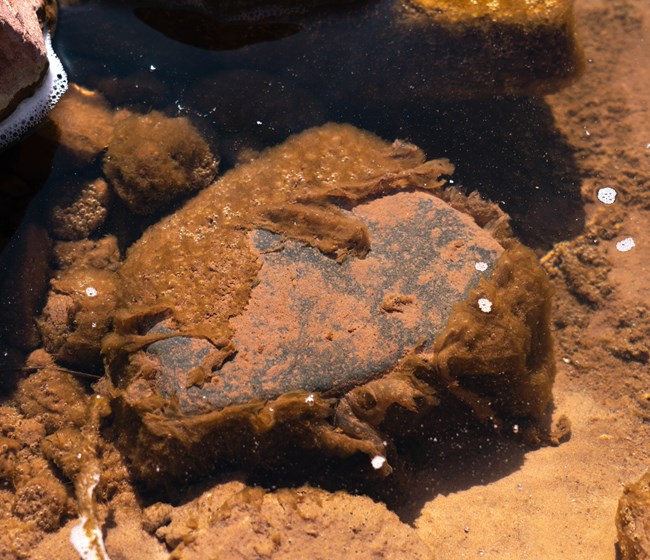 cyanobacteria that is growing on a rock