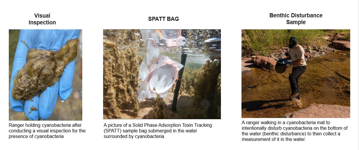 Ranger holding cyanobacteria that has a mucous like texture. A picture of a SPATT sample submerged in the water surrounded by cyanobacteria. A ranger walking in a cyanobacteria mat to intentionally disturb cyanobacteria.